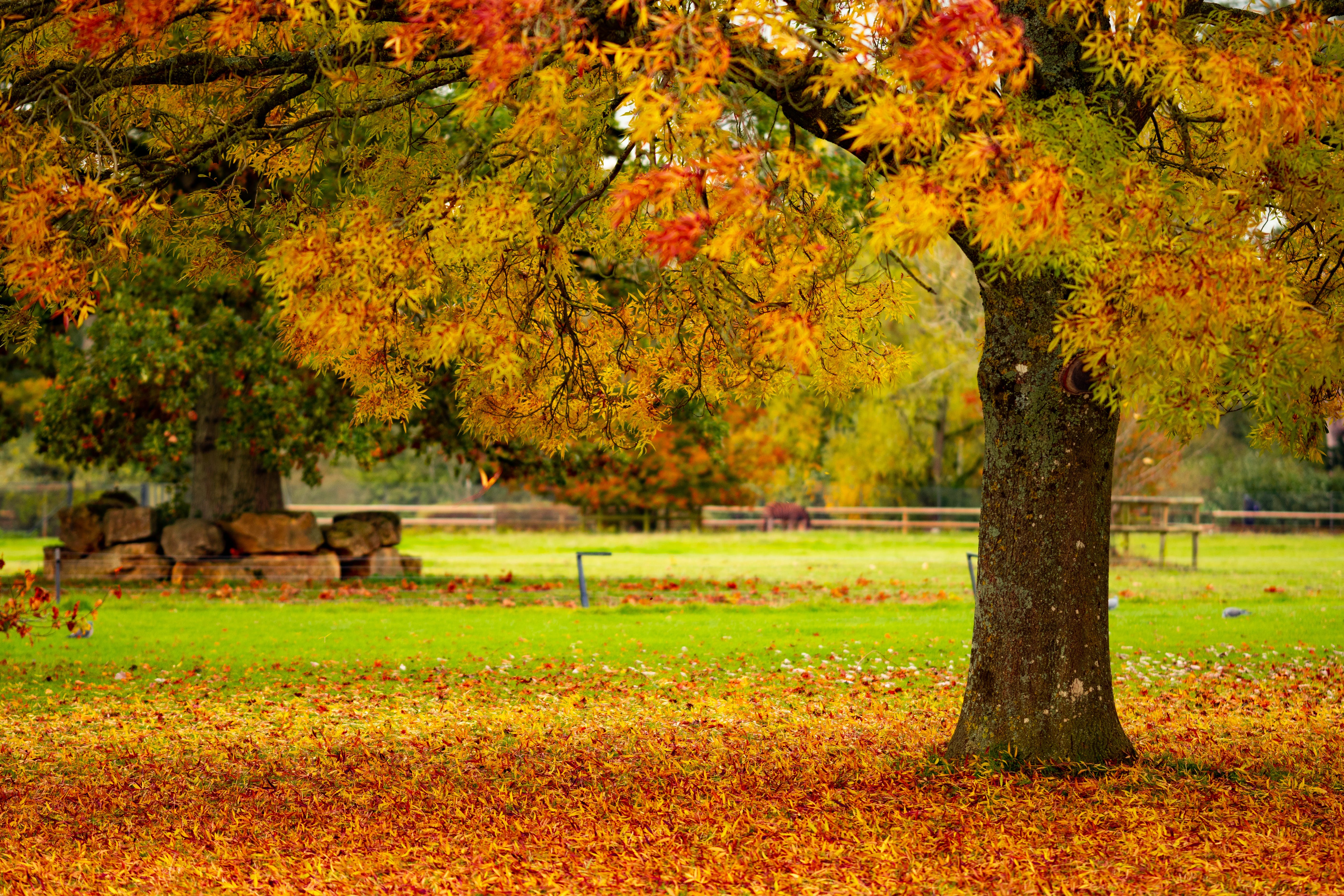 fall